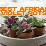 The Ultimate Guide to Choosing the Best African Violet Pots African Violet Pots