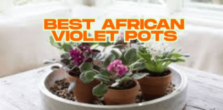 The Ultimate Guide to Choosing the Best African Violet Pots African Violet Pots
