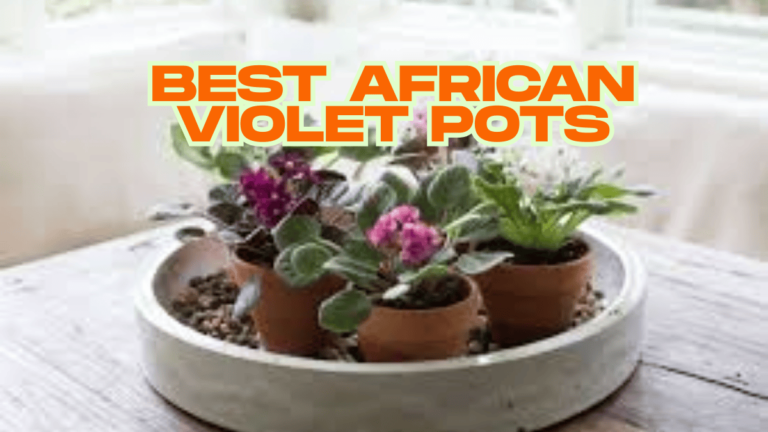 The Ultimate Guide to Choosing the Best African Violet Pots