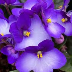 African Violet