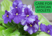 African Violets Complete Guide (2025) African Violets