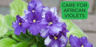African Violets Complete Guide (2025) African Violets
