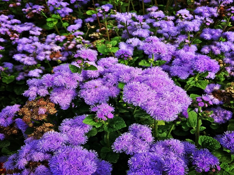  Ageratum