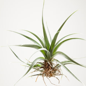 Air Plants