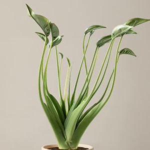 Alocasia ‘Tiny Dancer