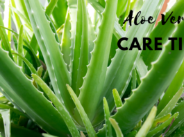 how to care for aloe vera plant