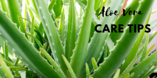 How to Care for Aloe Vera Plant: Expert Tips how to care for aloe vera plant
