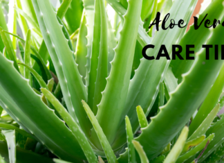 How to Care for Aloe Vera Plant: Expert Tips how to care for aloe vera plant