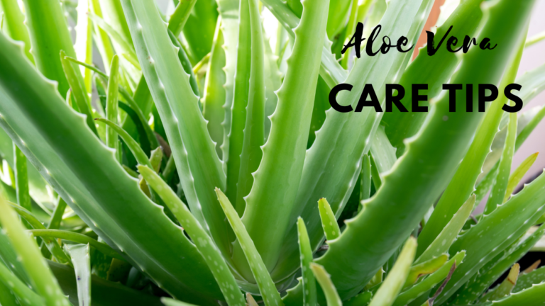 how to care for aloe vera plant