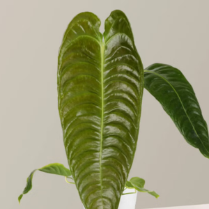 Anthurium Veitchii