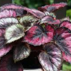 Begonia