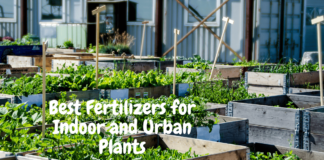 Best Fertilizers for Indoor and Urban Plants Best Fertilizers for Indoor Plants
