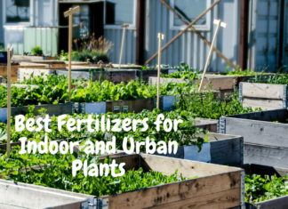 Best Fertilizers for Indoor and Urban Plants Best Fertilizers for Indoor Plants