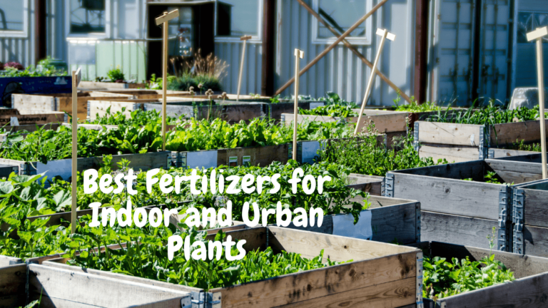 Best Fertilizers for Indoor and Urban Plants