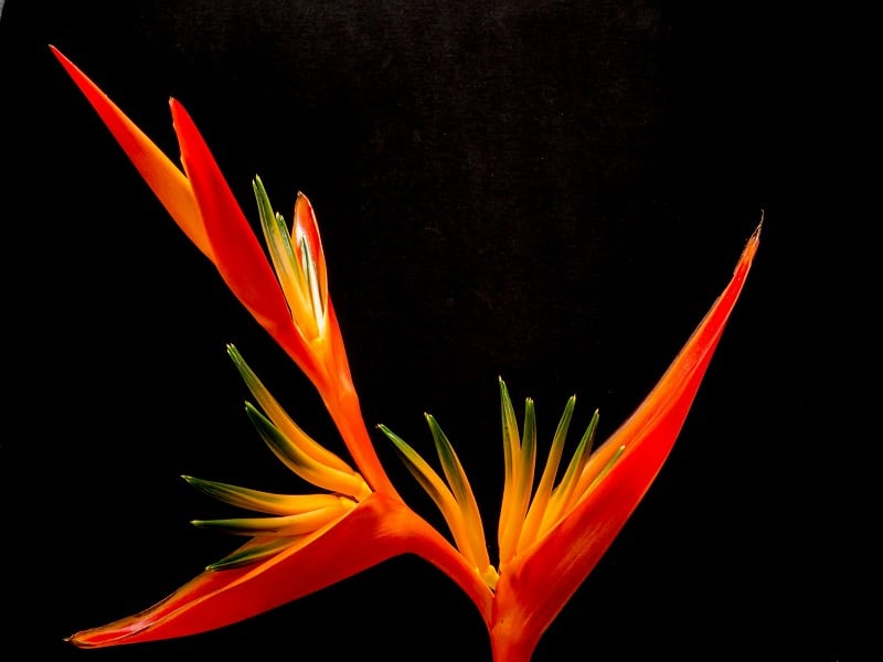  Bird of Paradise