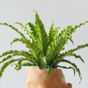 Birds Nest Fern