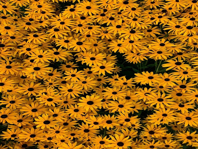 Black-Eyed Susan