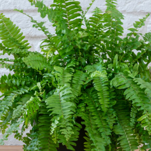 Boston Fern