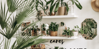 How to Care for Indoor Plants?(50 Plants) Care for Indoor Plants