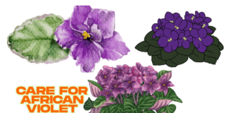 How to Care for african violet (2025) african violet