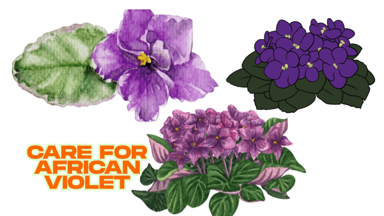 african violet