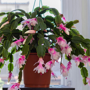 Christmas Cactus