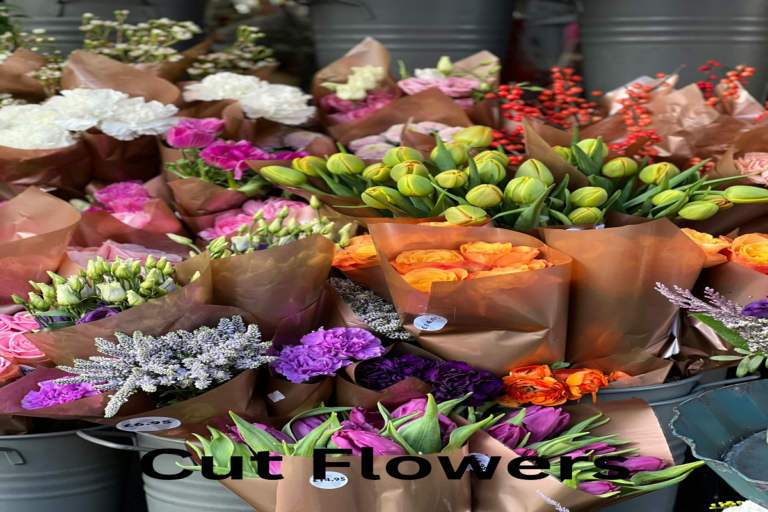 Top 50 Best Cut Flowers for Your Cutting Garden