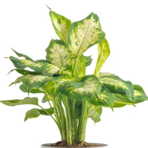 Dieffenbachia