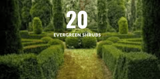20 Evergreen Shrubs To Grow for Year-Round Interest Evergreen Shrubs