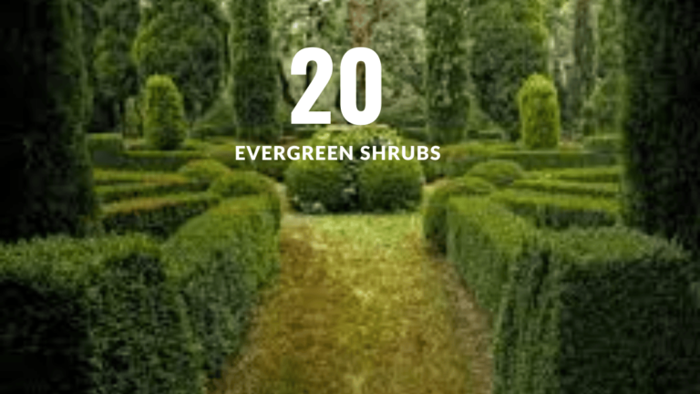 20 Evergreen Shrubs To Grow for Year-Round Interest