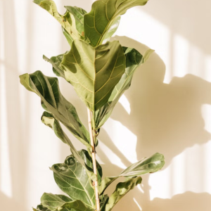 Fiddle Leaf Fig Tree