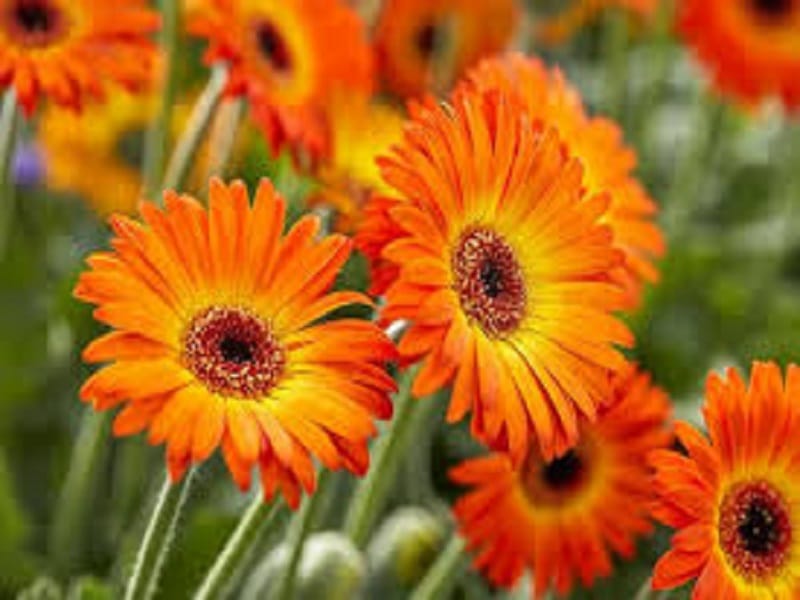 Gerbera Daisy