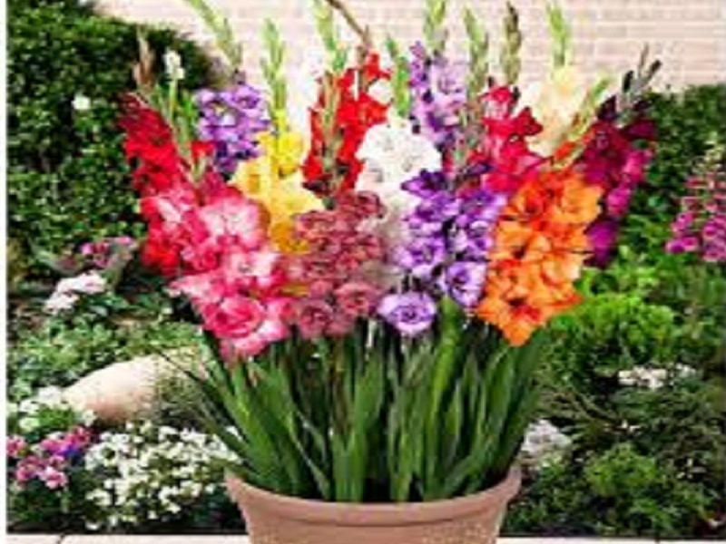  Gladiolus