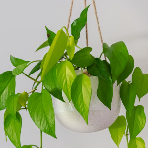 Golden Pothos