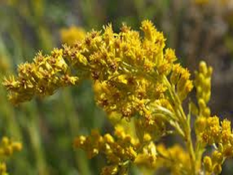 Goldenrod