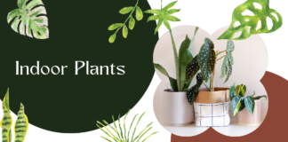 Why Unique Indoor Plants Are a Must-Have for Your Home Unique Indoor Plants