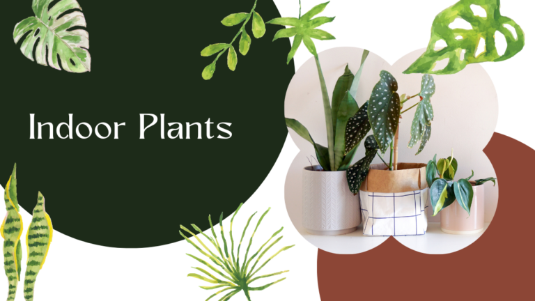 Unique Indoor Plants