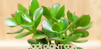 How to Jade Plant Care (2025): A Complete Guide Jade Plant Care