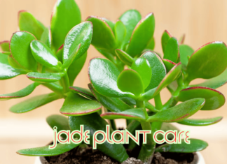 How to Jade Plant Care (2025): A Complete Guide Jade Plant Care