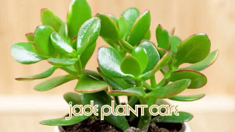 How to Jade Plant Care (2025): A Complete Guide