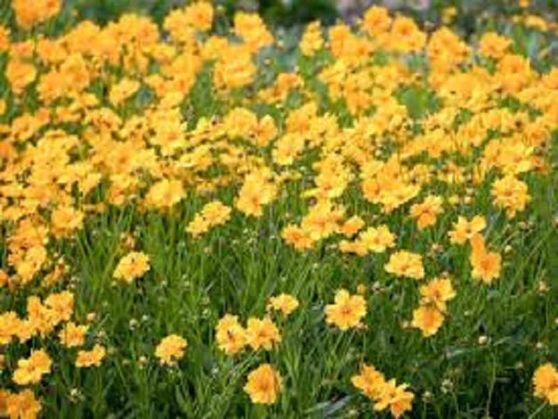 Large-flowered Tickseed