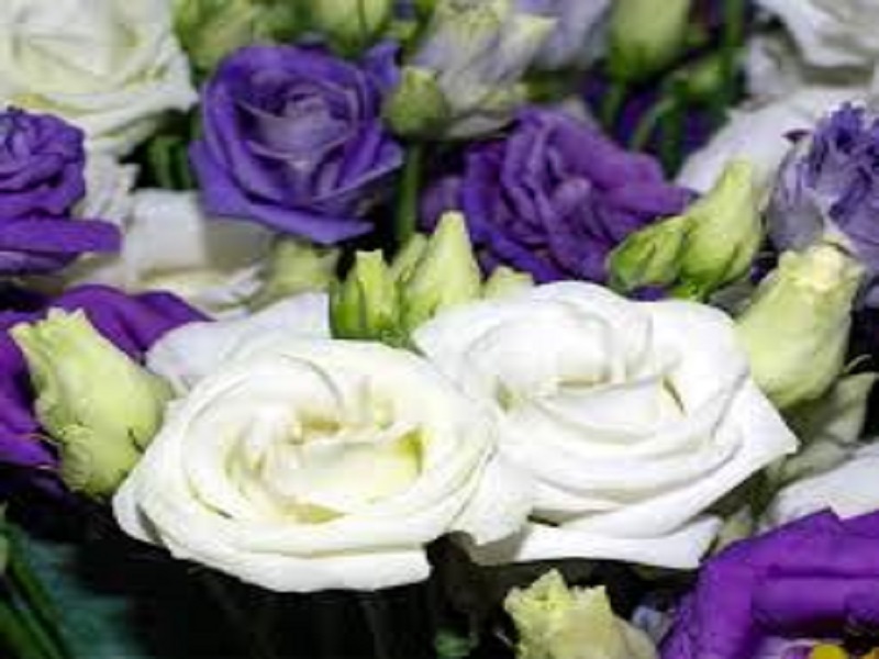  Lisianthus