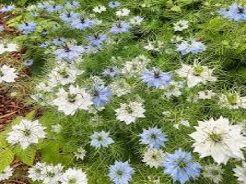 Love-in-a-Mist