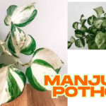 How to propagate manjula pothos (2025) manjula pothos