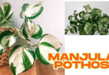How to propagate manjula pothos (2025) manjula pothos