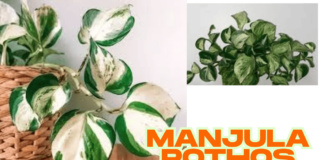 How to propagate manjula pothos (2025) manjula pothos