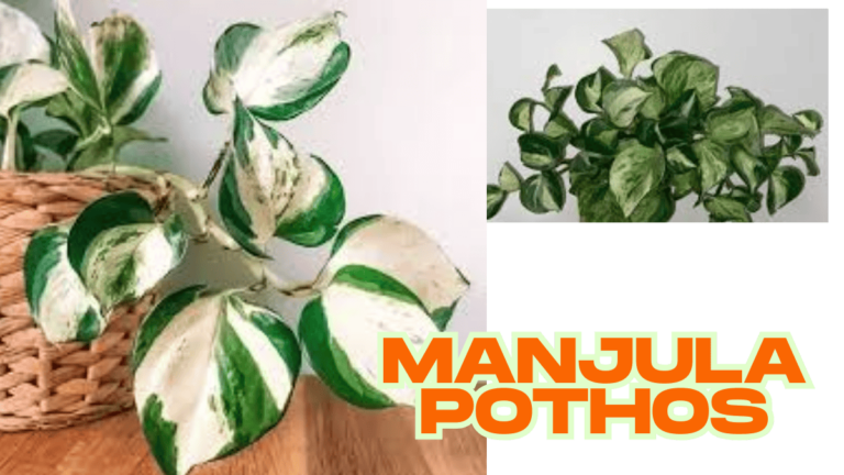How to propagate manjula pothos (2025)