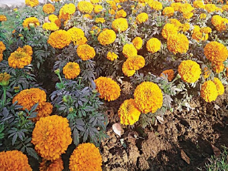 Marigold