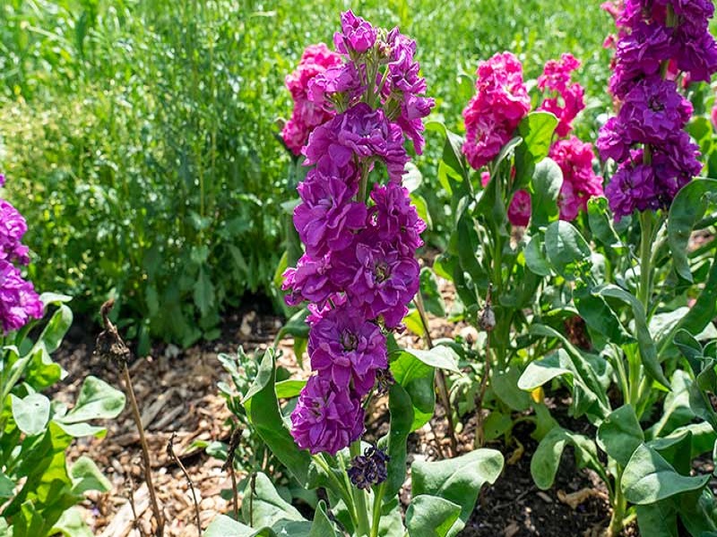 Matthiola incana