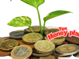 money tree plant how to care